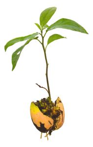 381px-Avocado_Seedling